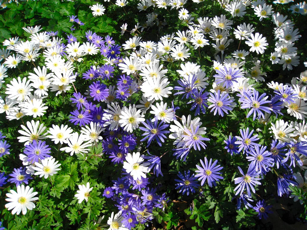<p>Anemone blanda</p>
