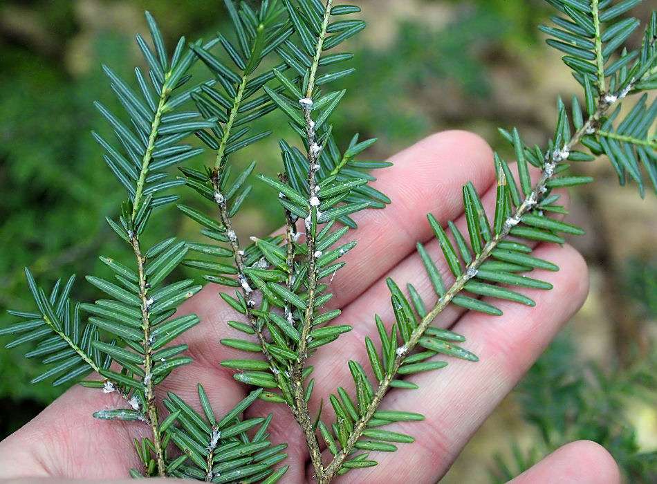 <p>Eastern hemlock</p>