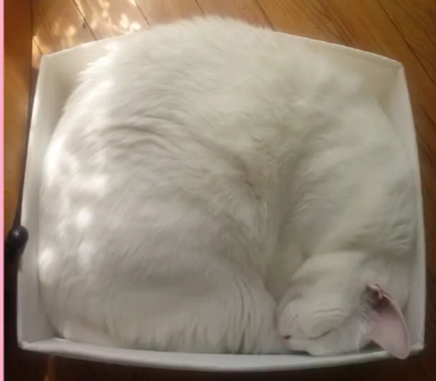 <p>Was macht die weiße Katze?</p>