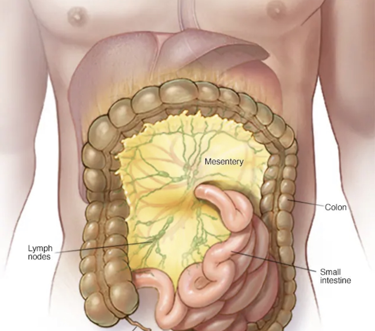 <p>double layer of peritoneum covering neurovascular components and connective tissue, connecting intraperitoneal organs to the abdominal wall, such as with the small bowel, transverse colon and sigmoid colon</p>