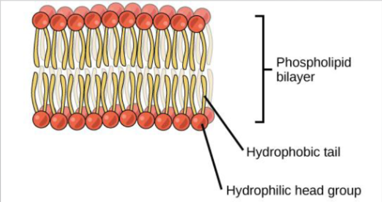 <ul><li><p>The hydrophillic head face the aqueous solution </p></li><li><p>The hydrophobic tails are in the middle of the bilayer</p></li><li><p><span>Phospholipids contribute to dynamic nature of plasma membrane</span></p></li></ul><p></p>