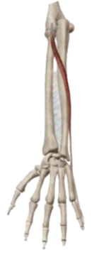 <p>what muscle and action is this </p>