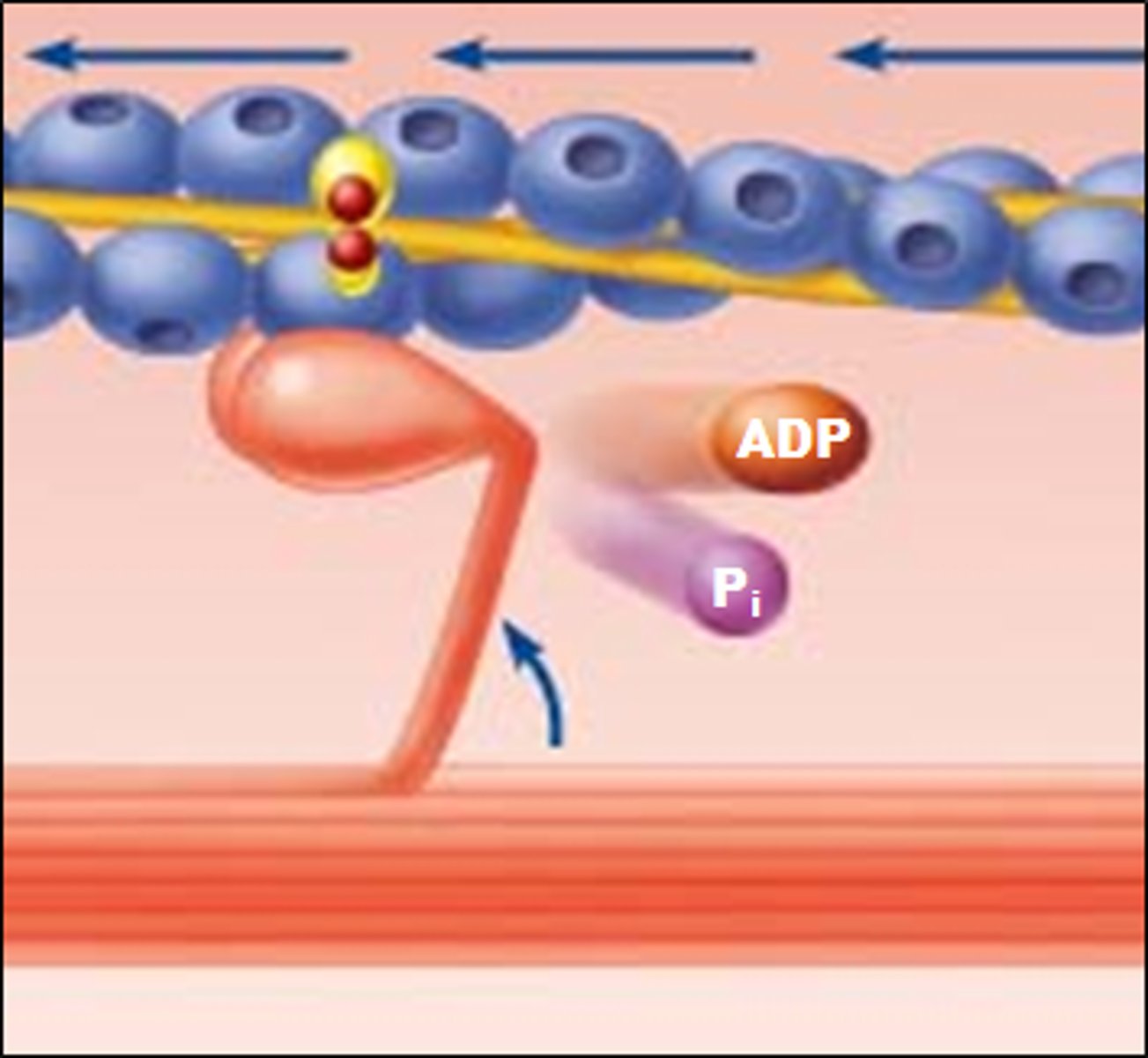 <p>myosin heads pivot and pull actin filament toward the center of the sarcomere.</p>