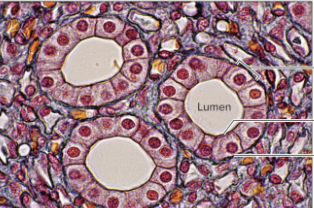 <p>what tissue type is this and what slide?</p>