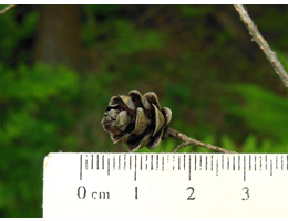 <p>family- Pinaceae            Tsuga canadensis</p>