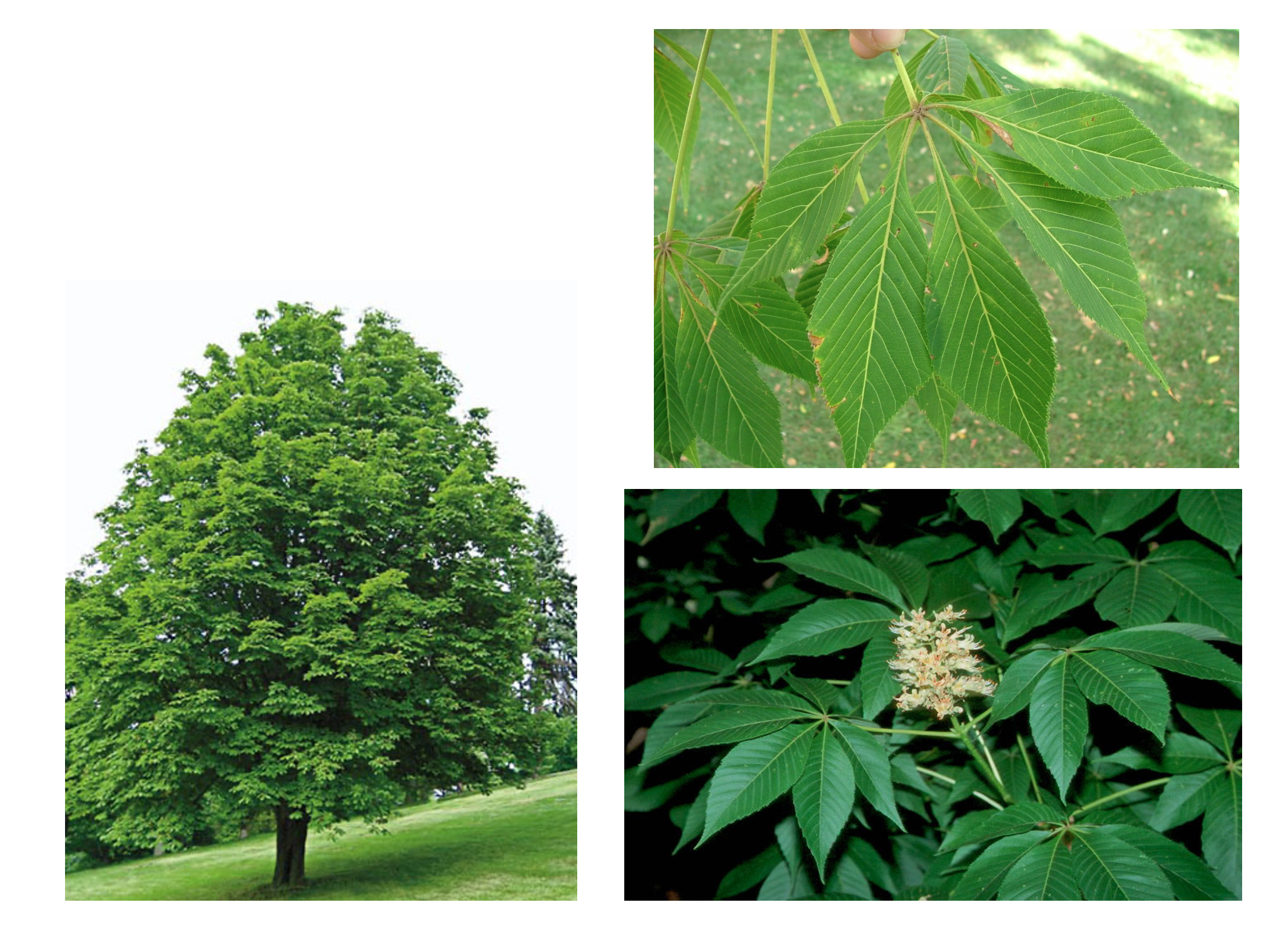 <p>What is this plant?</p>