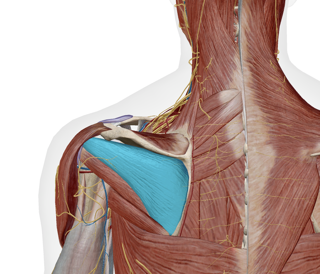<p>on underside of scapula </p>
