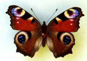 term image