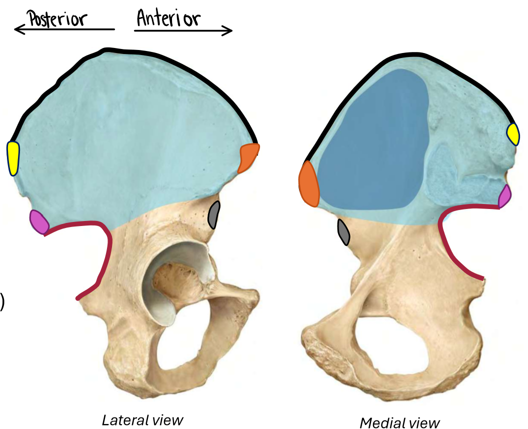 <p>Ilium</p><ul><li><p>Ala</p></li><li><p>Iliac fossa</p></li><li><p>Iliac crest</p></li><li><p>Greater sciatic notch</p></li><li><p>Anterior superior iliac spine</p></li><li><p>Anterior inferior iliac spine</p></li><li><p>Posterior superior iliac spine</p></li><li><p>Posterior inferior iliac spine </p></li></ul><p></p>