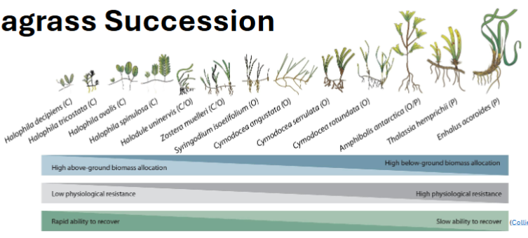 <p><span>&nbsp;</span></p><p><span><strong><u>Seagrass Succession</u></strong></span></p><ul><li><p></p></li></ul><p></p>