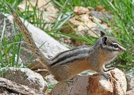 <p>Small, diurnal ground-dwelling squirrels of forests, woodlands, and rocky or brushy habitats. Generally solitary and territorial except during breeding. Feed on seeds, nuts, fruits, and insects, and use cheek pouches to transport food to underground burrow caches.</p><p>Are not true hibernators, but undergo winter torpor, relying on stored food.</p><p><strong>Multiple striped pattern, typically extends on face, pointy ears.</strong></p>
