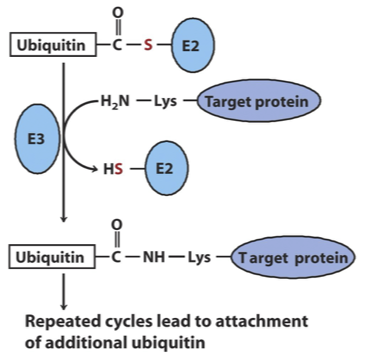 <p>Ligation: An E3 ligase catalyzes the transfer of ubiquitin from E2 to the target, linking ubiquitin through an amide (isopeptide) bond to an <span style="font-family: "Times New Roman";">ε</span>-amino group of a Lys residue of the target protein</p>