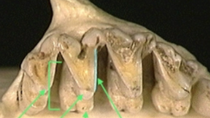 <p>type of pattern</p>