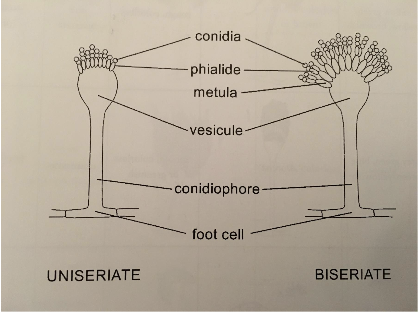 <p>both have (bottom top): foot cell, conidiophore, vesicule, phialide, conidia</p><p>biseriate has a <strong>metula</strong> that holds 2x phialids</p>
