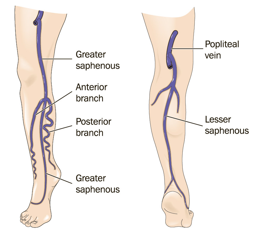 <p>Popliteal vein</p>