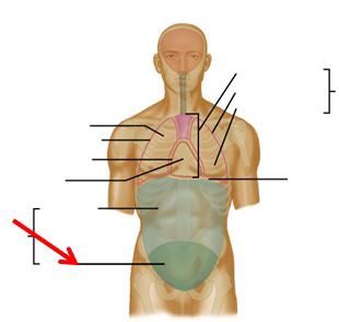 <p>encompasses the lower trunk area between the abdomen and the thighs</p>