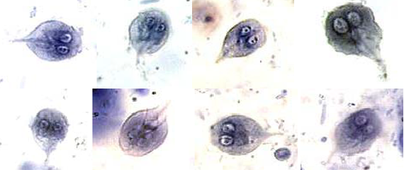 <p>What organism is this?</p>
