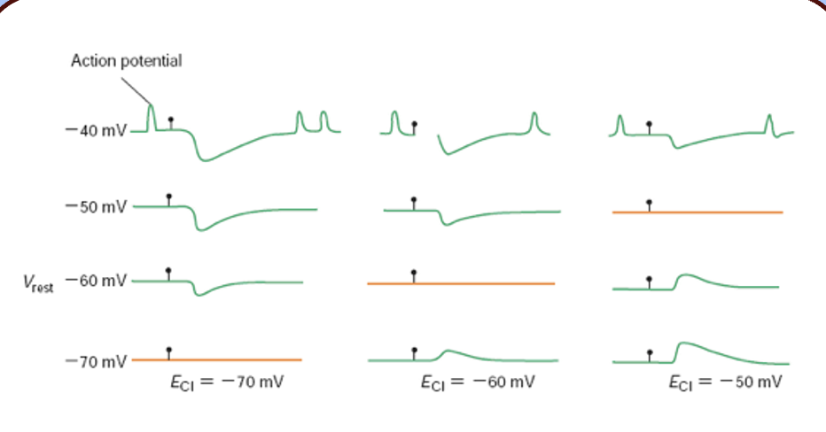 <p><span style="font-family: "Helvetica Light";">&nbsp;- note that as there is no change in PSP when the membrane potential is held at the E<sub>Cl</sub> (with a DC current injection)—this is consistent with an IPSC mediated by a chloride conductance.</span></p>