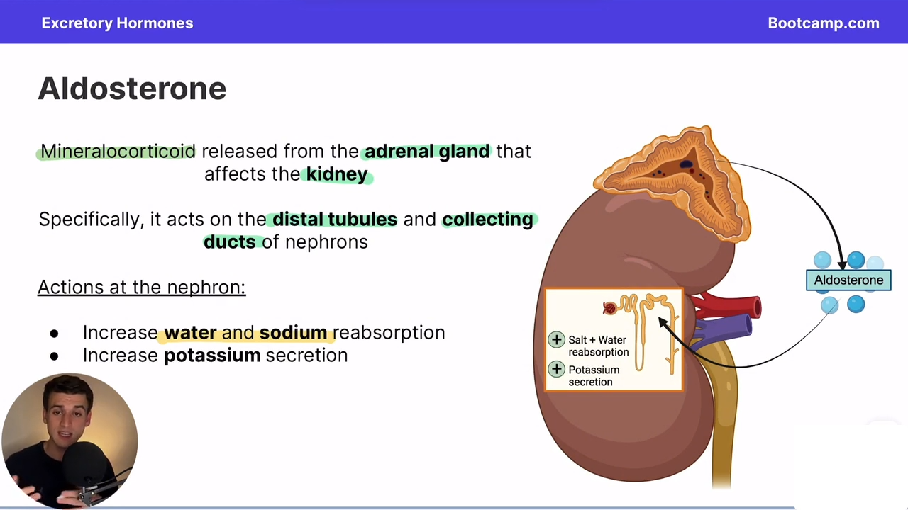 <p>Increased water and sodium reabsorbtion, and increased potassium secretion</p>