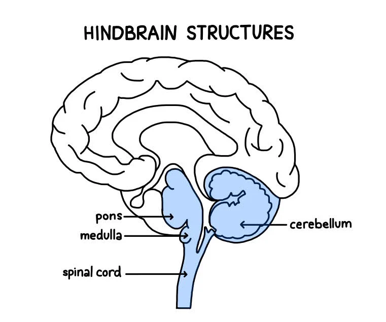 <p>The Hindbrain</p>