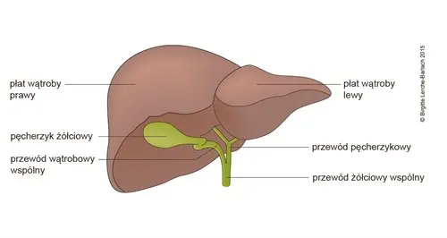 <p>Wątroba to największy gruczoł człowieka, podzielony anatomicznie na cztery płaty z wrotami łączącymi najważniejsze naczynia. Pełni kluczowe funkcje wydzielnicze (produkcja żółci emulgującej tłuszcze), metaboliczne (magazynowanie glikogenu), detoksykacyjne (neutralizacja toksyn i synteza mocznika) oraz magazynuje żelazo i witaminy.</p>
