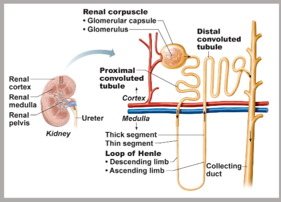 <p><strong>the structural and functional unit that forms urine</strong> (1 million per kidney) consisting of a renal corpuscle and a renal tubule</p>