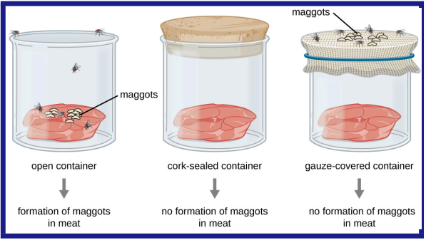 <ul><li><p>Demonstrate that maggots did not arise spontaneously from decaying meat (1668)</p></li><li><p>Results of his investigation invalidated the long-held belief that life forms could arise from non-living things.</p></li></ul><p></p>