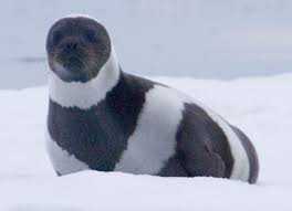 <p>Ribbon seal</p>