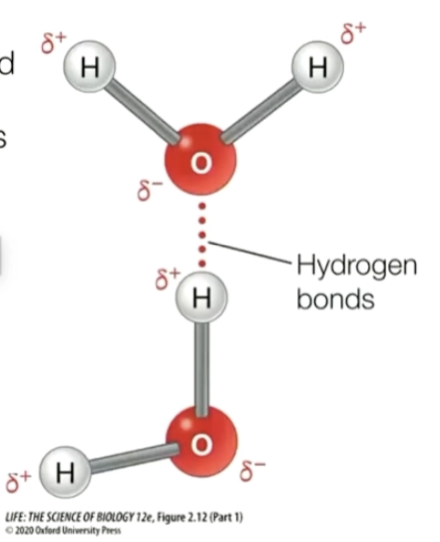 <ul><li><p>strong type of dipole-dipole interaction, involves hydrogen bonded to highly electro negative atoms (N, O, F)</p></li><li><p>the bond is extremely polar, causing the hydrogen electron to be pulled away and expose the hydrogen nucleus, leaving a naked positive charge (H+ proton)</p></li><li><p>the hydrogen forms a bond to other electron rich atoms given that it is a lone pair of electrons (generally another N, O, F)</p></li></ul><p></p>