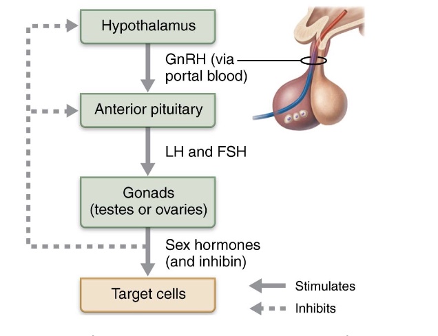 <ul><li><p>production of gametes and sex hormones is regulated by <strong>sequence of hormonal events involving hypothalamus, anterior pituitary gland, and gonads</strong></p></li><li><p>involves interacting hormones: GnRH, FSH, LH, testosterone, and inhibin</p></li></ul><p></p>