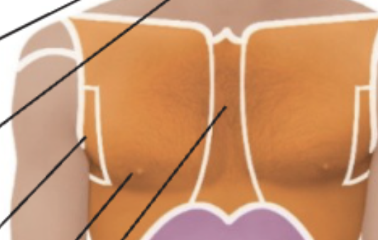 <p>Chest. *thor</p>