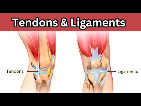 <p>In tendons and ligaments.</p>