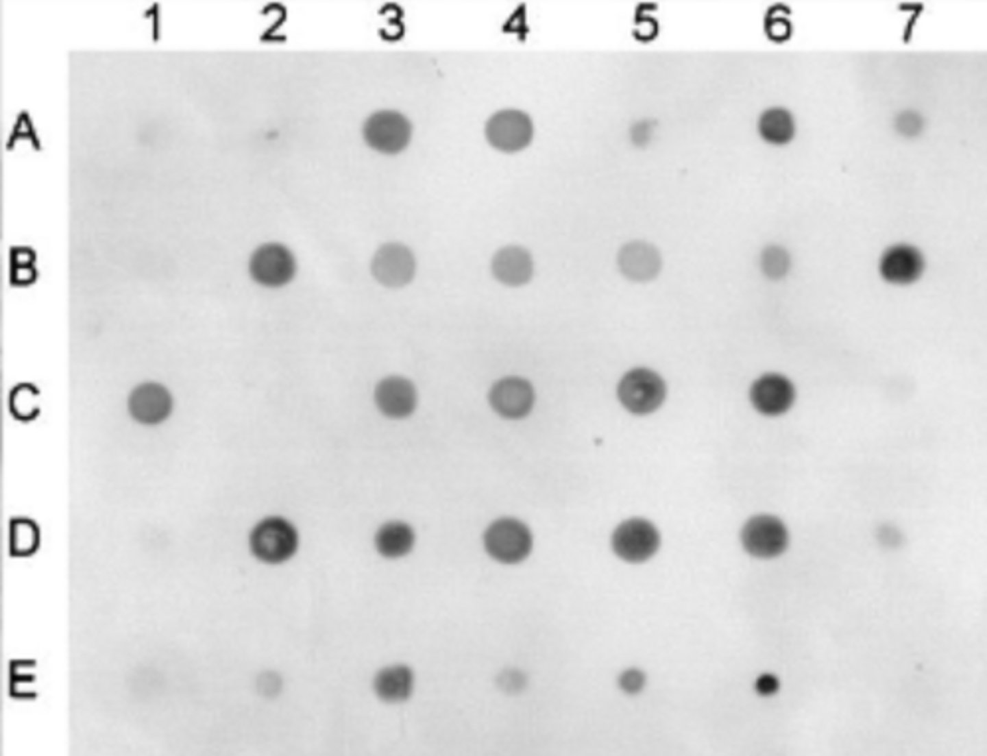 <p>Simpler form of Southern and Northern blots: Detect and semi-quantitate a DNA or mRNA sequence in a sample without separation (electrophoresis)--extract DNA/ mRNA, place samples on membrane, add probe to detect and quantify</p>
