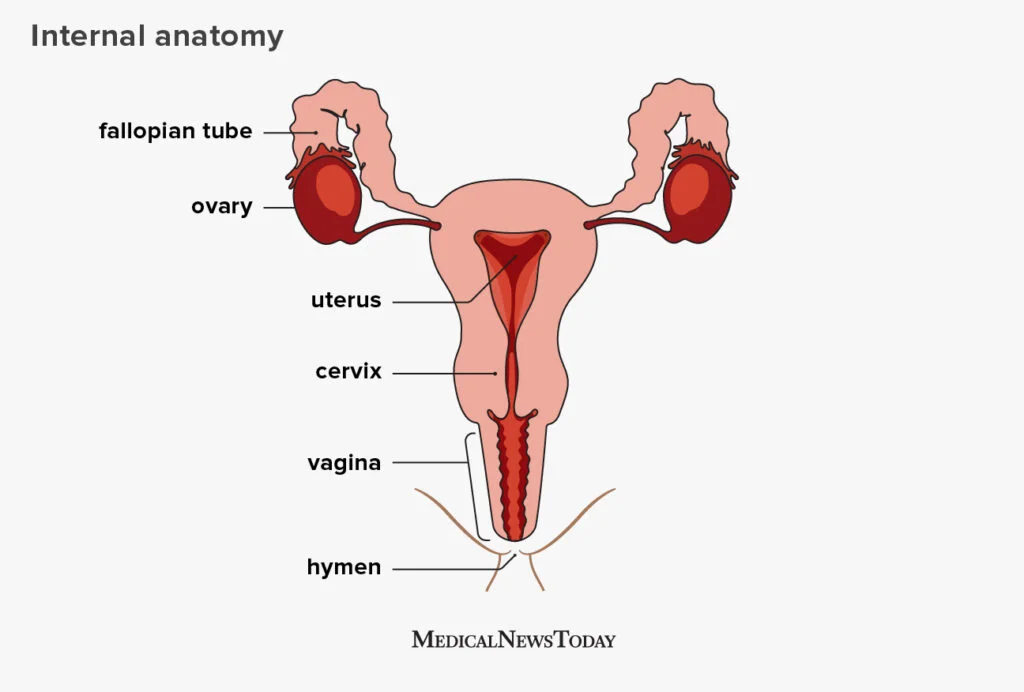<p>Female Reproductive System</p>