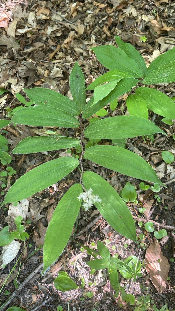Maianthemum racemosum (Asparagaceae)