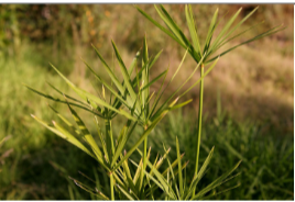 <p>Papyrus Plants</p>