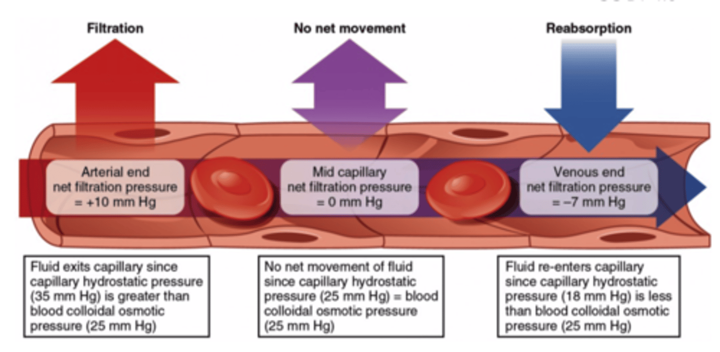 <p>reabsorption</p><p>(Note: Blood colloidal</p><p>osmotic pressure</p><p>overcomes the other forces)</p>