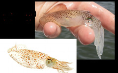 <p>What is the name of the Atlantic Brief Squid?</p>
