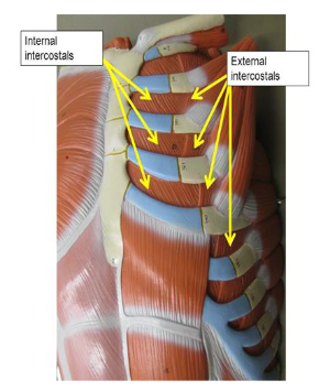 <p>External Intercostal</p>