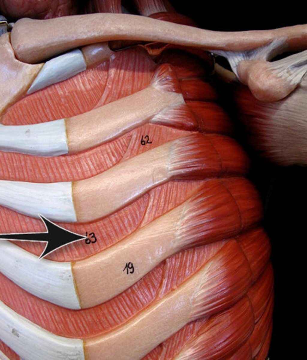 <p>superior margin of rib below, deep to attachment of related external intercostal</p>