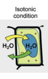 <p>balanced amount of solutes in and out of cell</p>