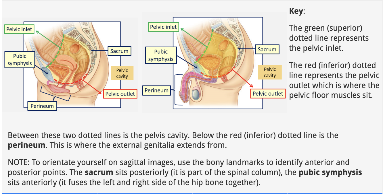 <p>the perineum- where the genitalia extend from </p>