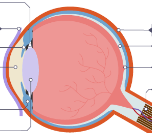 <p>The eye </p>