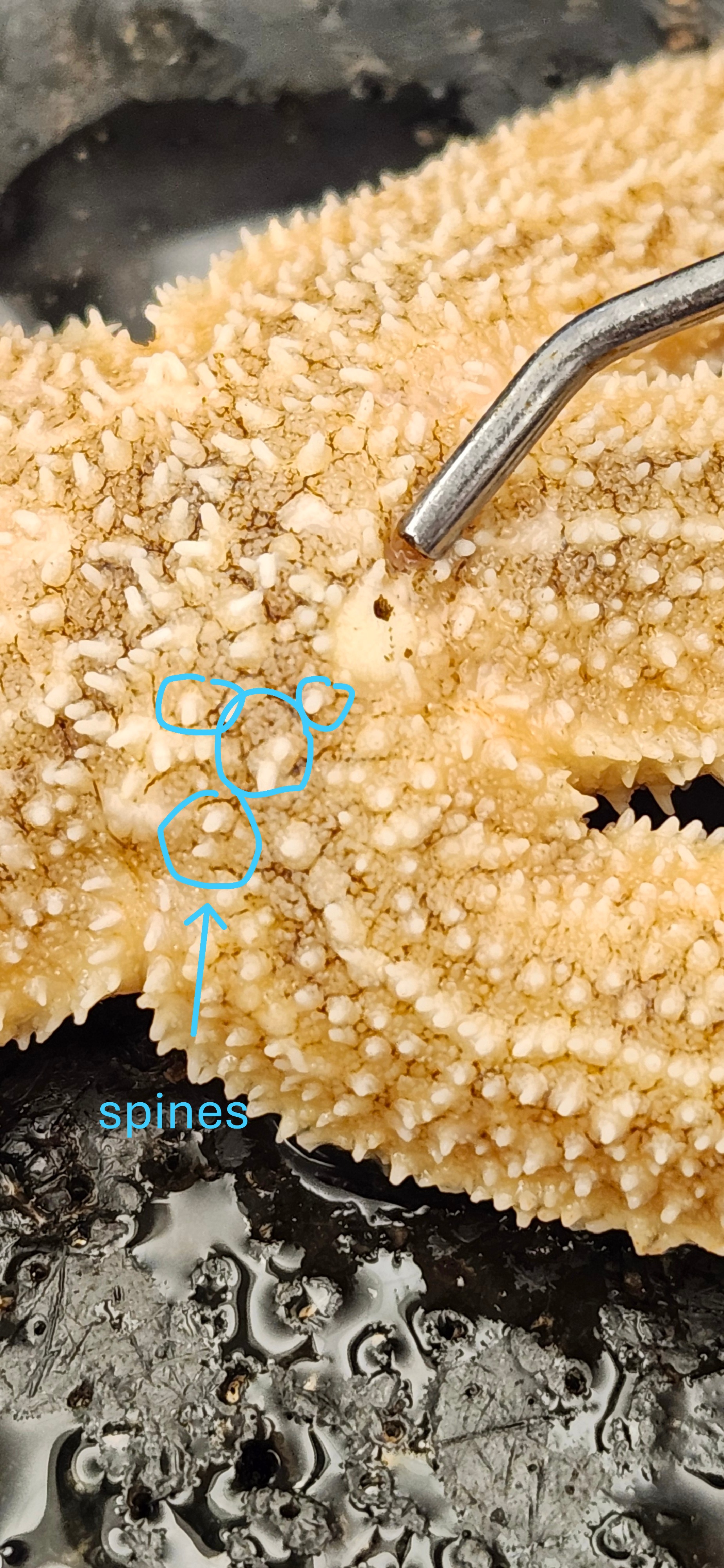 <p>spines</p>