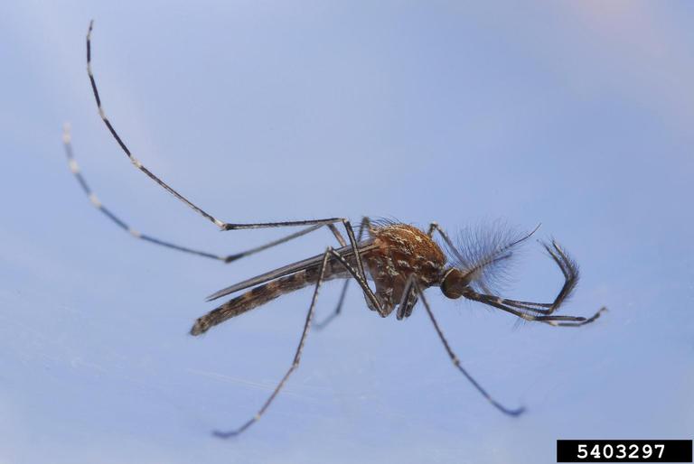 <p>What mosquito is this, and how do you know?</p>