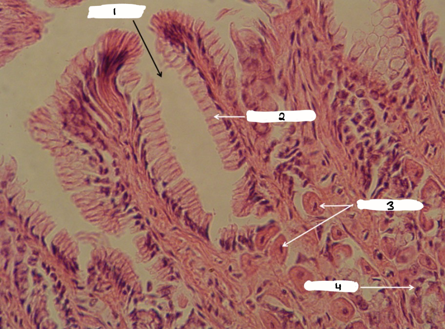 <p>what is this a sample of?</p>