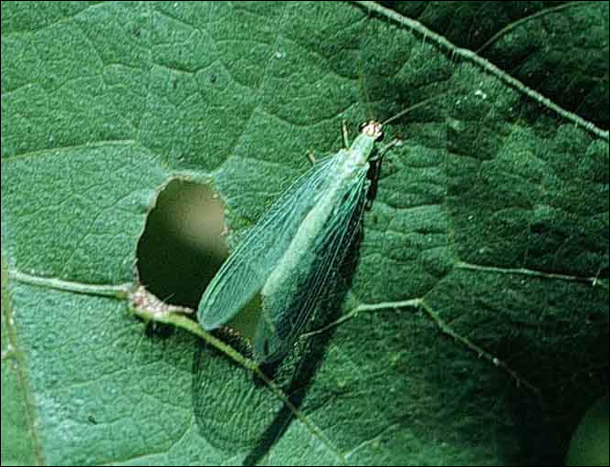 <p>Identify the insect, stage, and order</p>