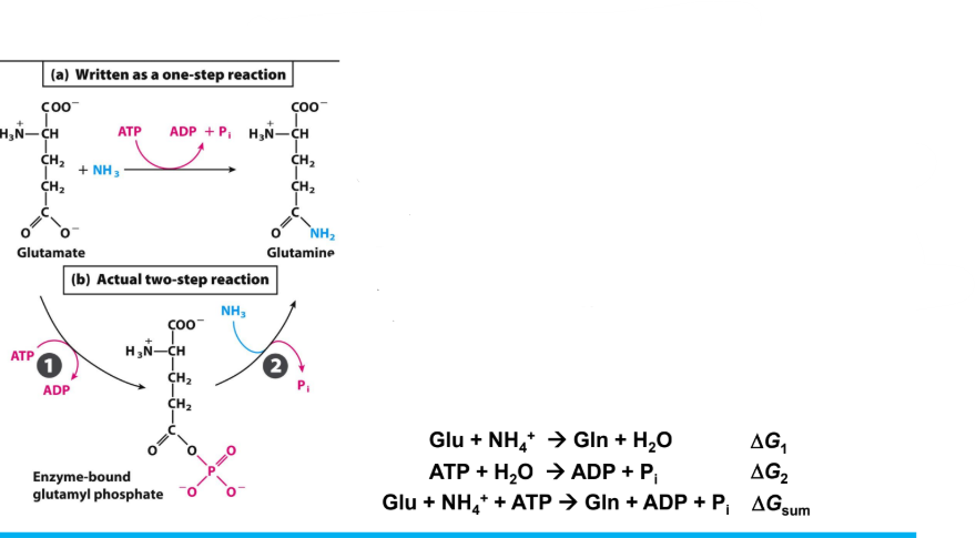 <p><strong><u>Group Transfer by ATP 2</u></strong></p><ul><li><p>Recall in <strong>thermodynamics</strong>, what matters is the<strong> relative energies of the reactants and the products </strong></p></li><li><p><mark data-color="yellow" style="background-color: yellow; color: inherit;">The pathway from reaction to products is not important. </mark></p></li><li><p>Therefore, you can add the _____ of the<span style="color: red;"><strong> two reactions to get the overall free energy for the system of coupled reactions </strong></span></p></li></ul><p></p>