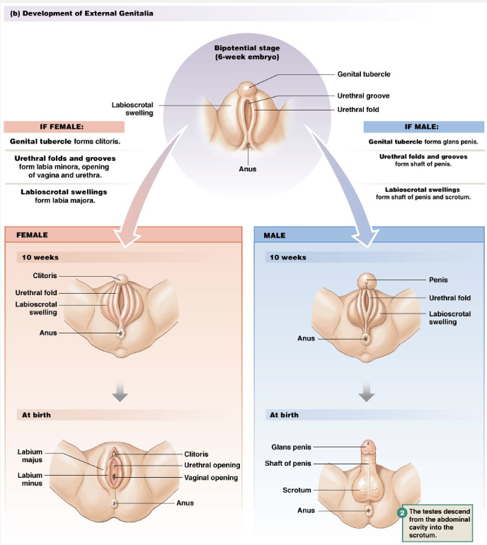 <p><strong>Male</strong></p><ul><li><p>SRY gene present</p></li><li><p>Encodes testes determining factor</p></li><li><p>Testes secrete:<br>• Mullerian inhibiting substance<br>• Testosterone and DHT</p></li><li><p>Wolffian (mesonephric) ducts converted</p></li></ul><p><strong>Female</strong></p><ul><li><p>No SRY gene</p></li><li><p>Mullerian (Paramesonephric) ducts form vagina, uterus, fallopian tubes</p></li><li><p>External genitalia become female</p></li></ul><p></p>