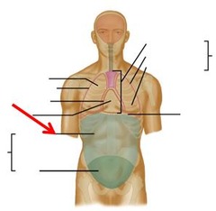 <p>trunk inferior to ribs</p>